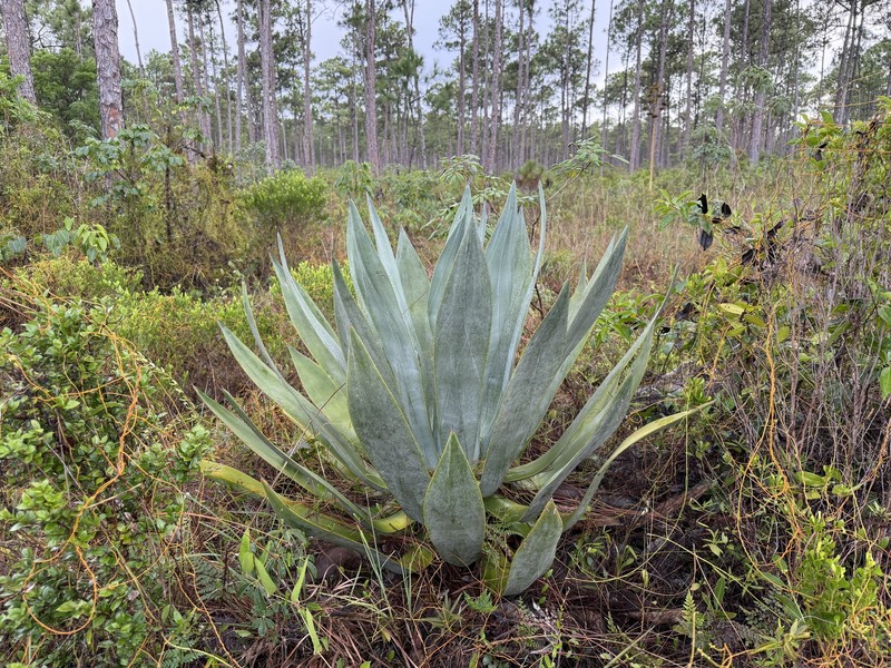 Agave bahamana photo 8