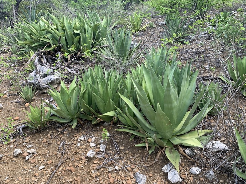 Agave boldinghiana
