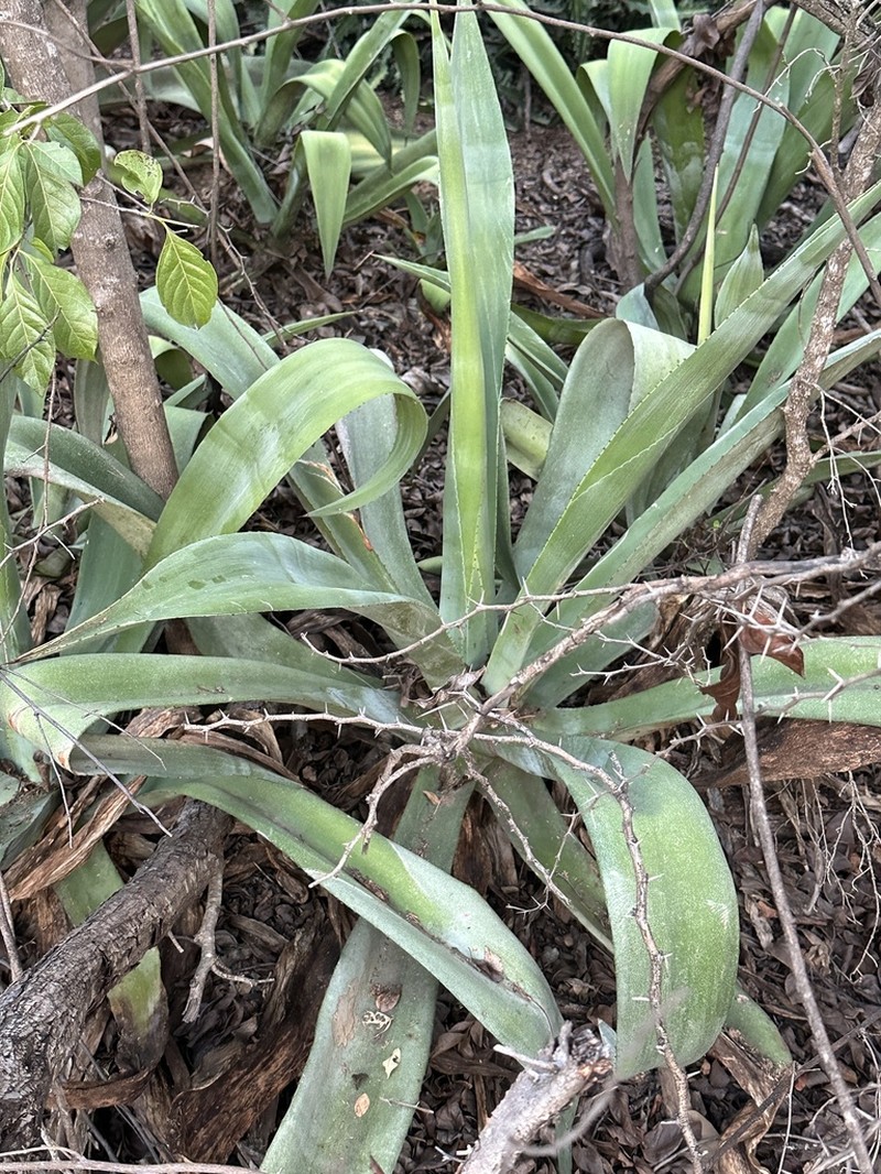 Agave boldinghiana photo 2