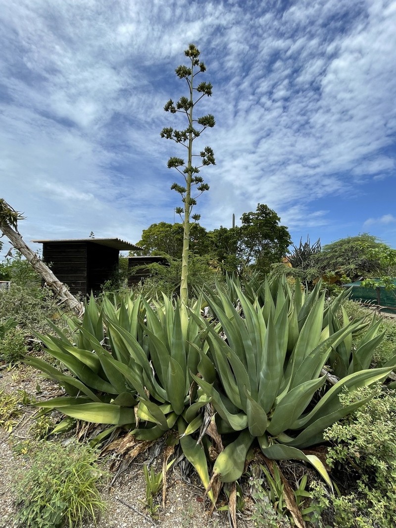 Agave boldinghiana photo 3