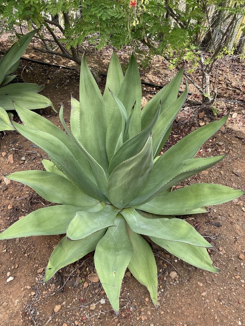 Agave boldinghiana photo 4