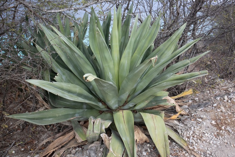 Agave boldinghiana photo 6