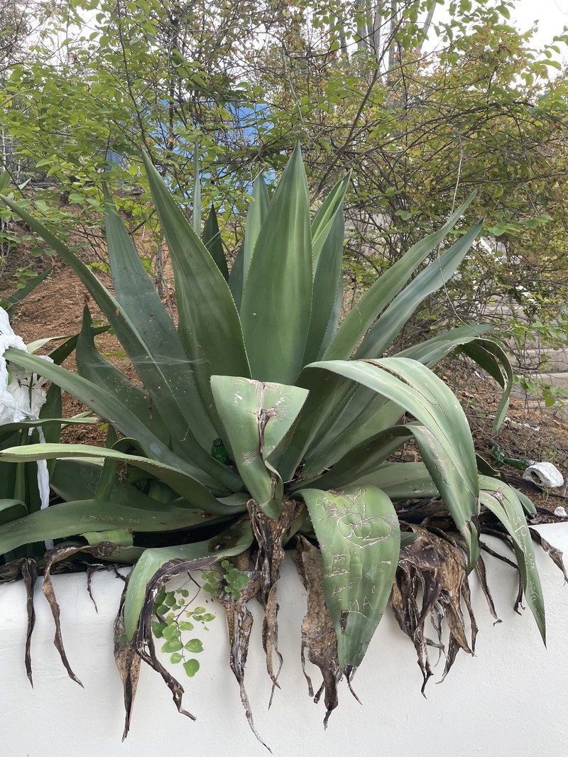 Agave boldinghiana photo 7