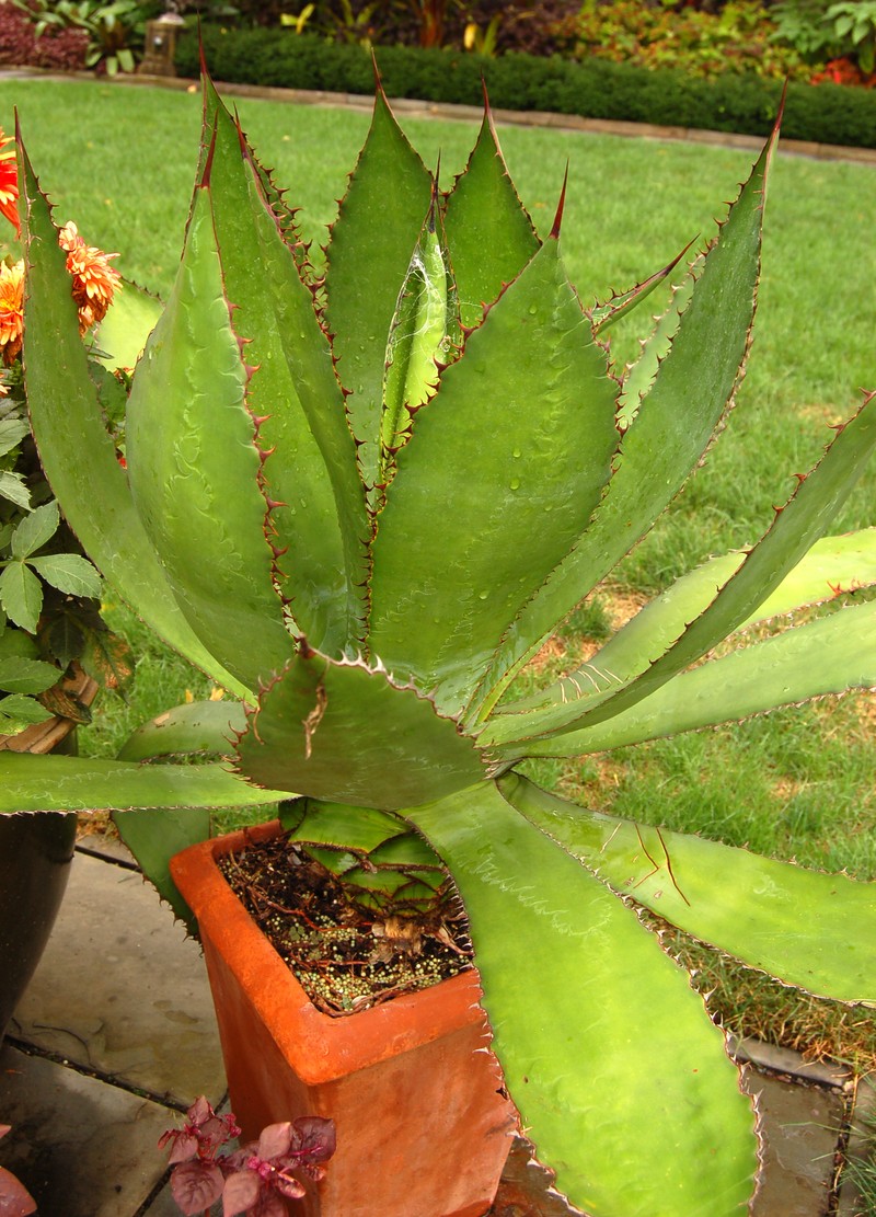 Agave bovicornuta
