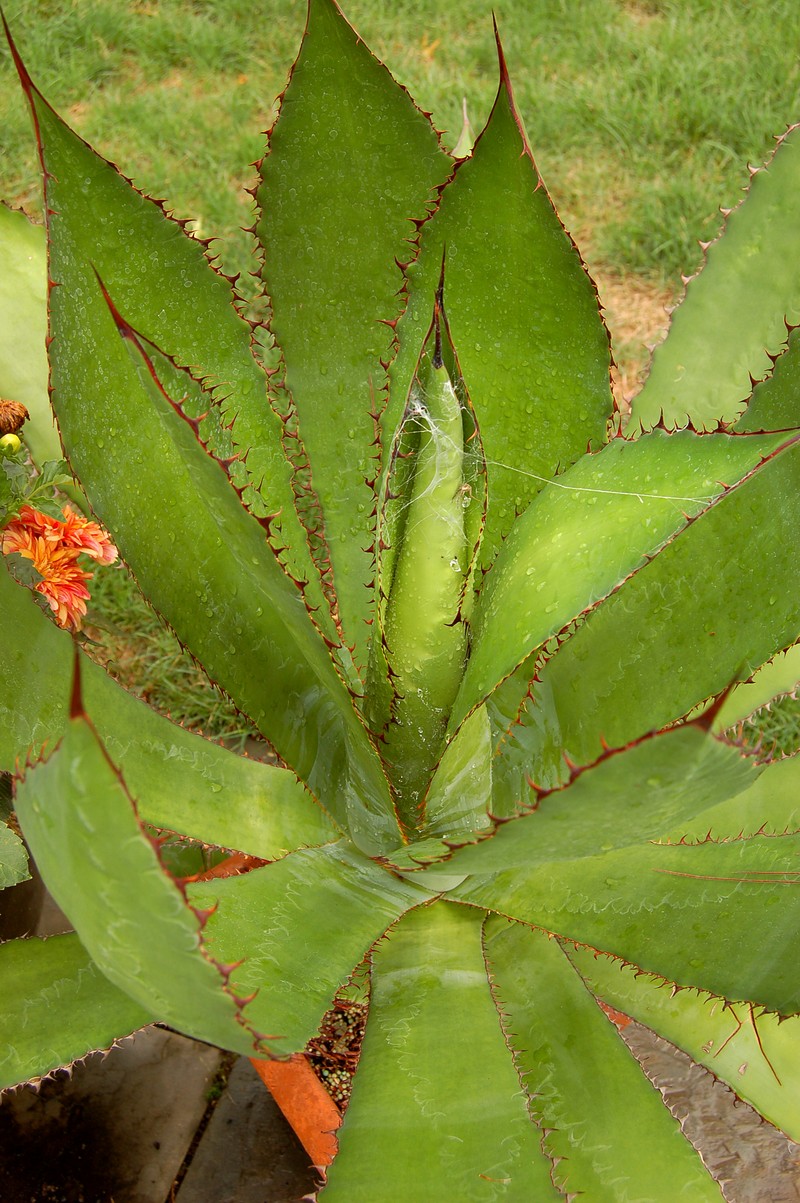 Agave bovicornuta photo 2