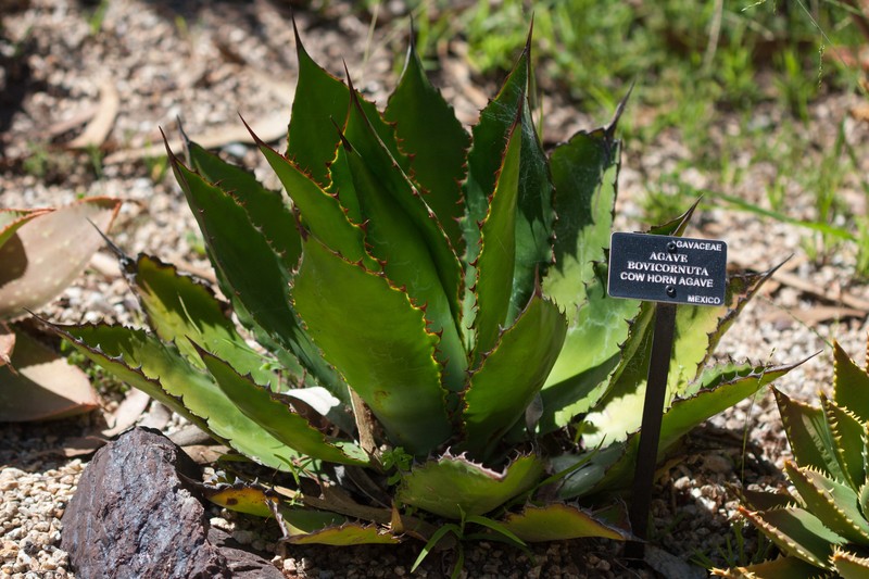Agave bovicornuta photo 3