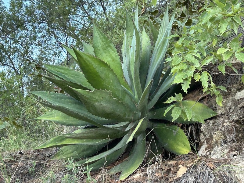 Agave bovicornuta photo 4