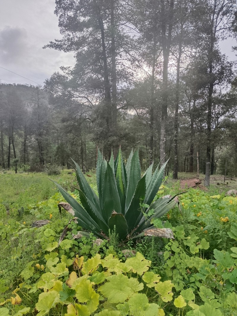 Agave bovicornuta photo 5