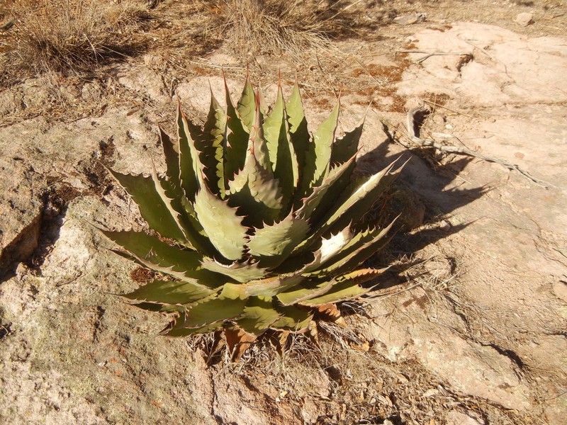 Agave bovicornuta photo 6