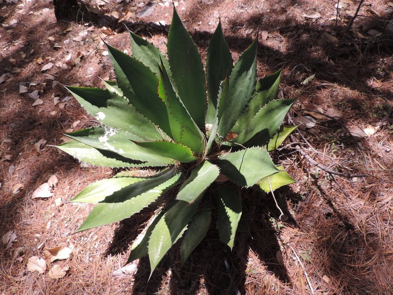 Agave bovicornuta photo 7