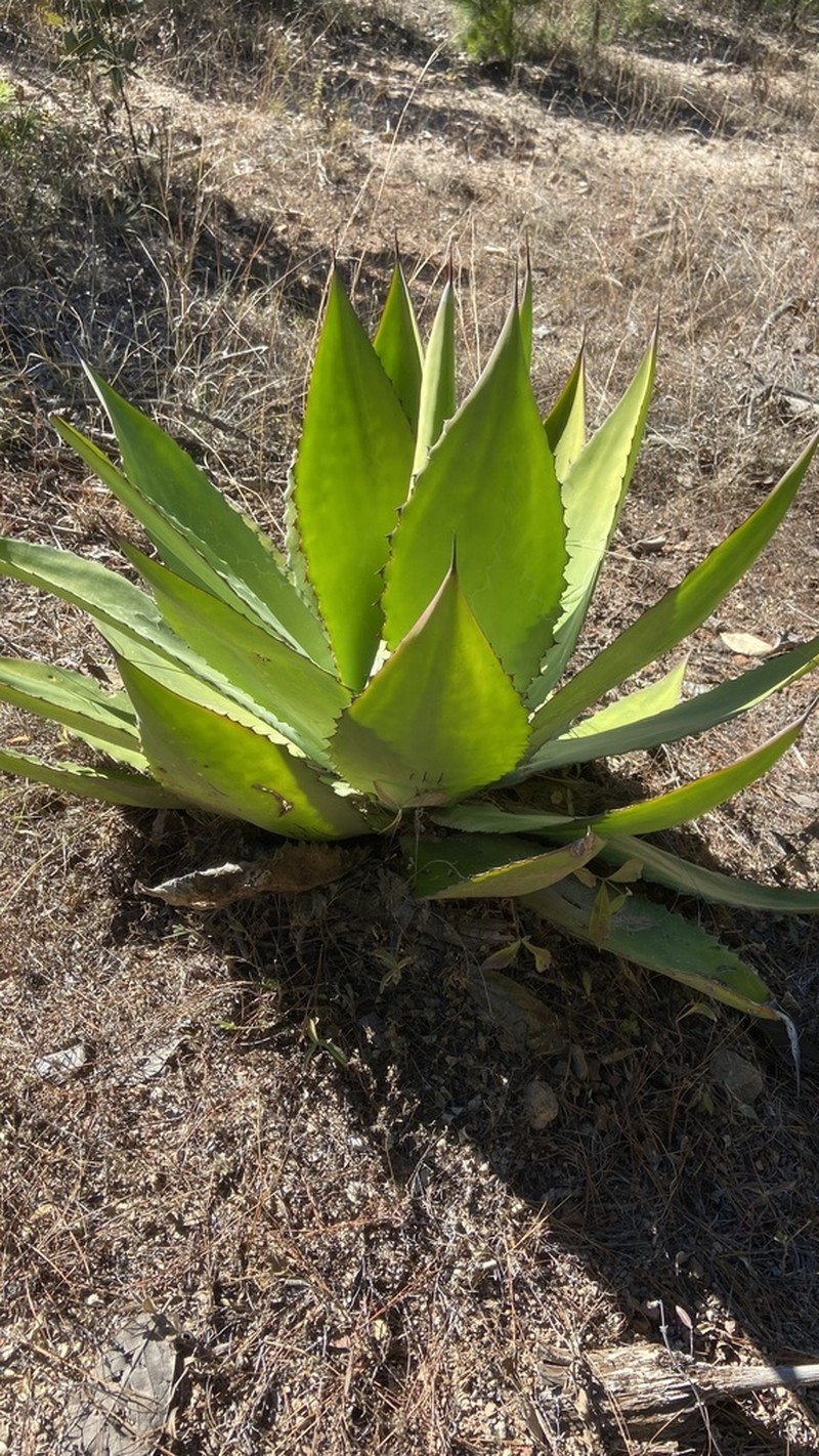 Agave bovicornuta photo 8