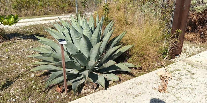 Agave braceana photo 2