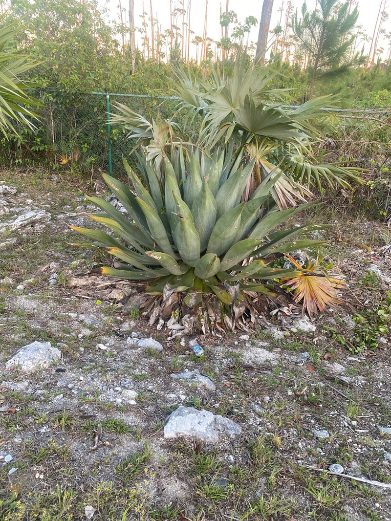 Agave braceana photo 3