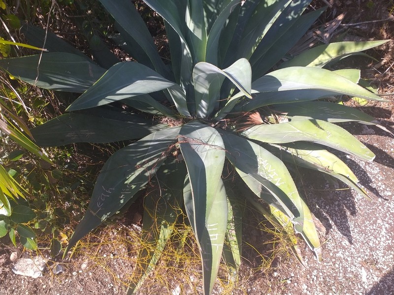 Agave braceana photo 4