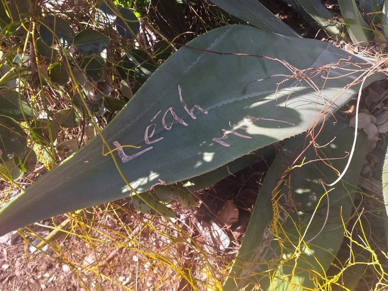 Agave braceana photo 7