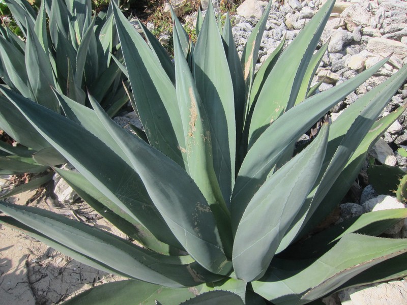 Agave braceana photo 8