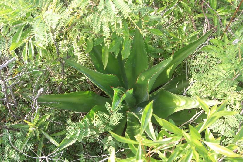 Agave brevispina