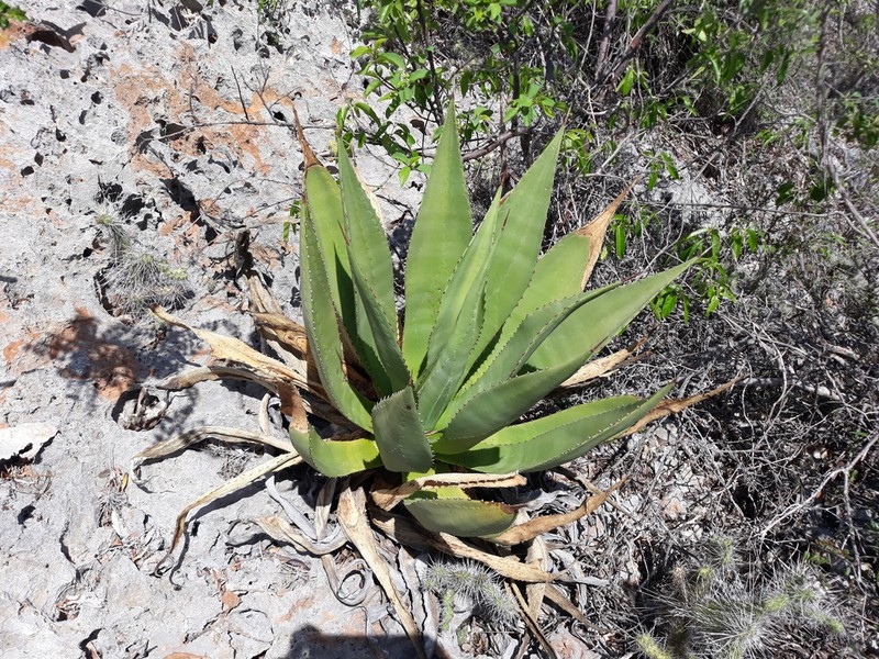 Agave brevispina photo 2