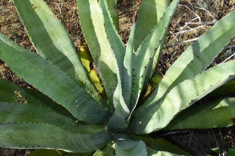 Agave brevispina photo 3