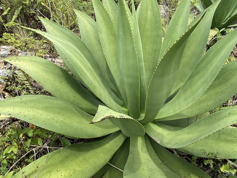 Agave brevispina photo 4