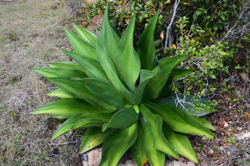 Agave brevispina photo 5