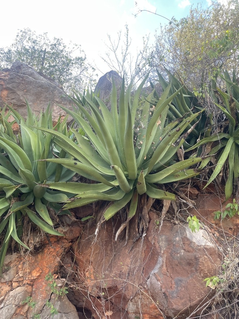 Agave brevispina photo 6