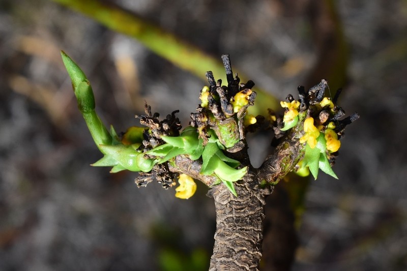 Agave brevispina photo 7