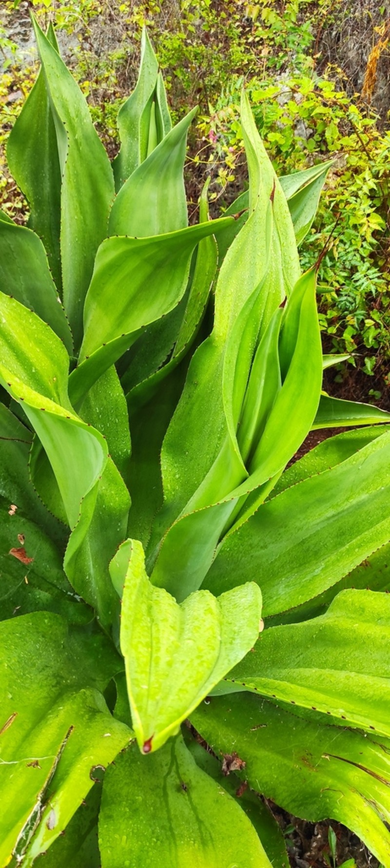 Agave brevispina photo 8