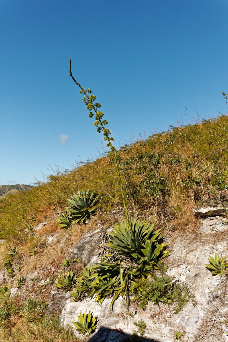 Agave brittoniana photo 2