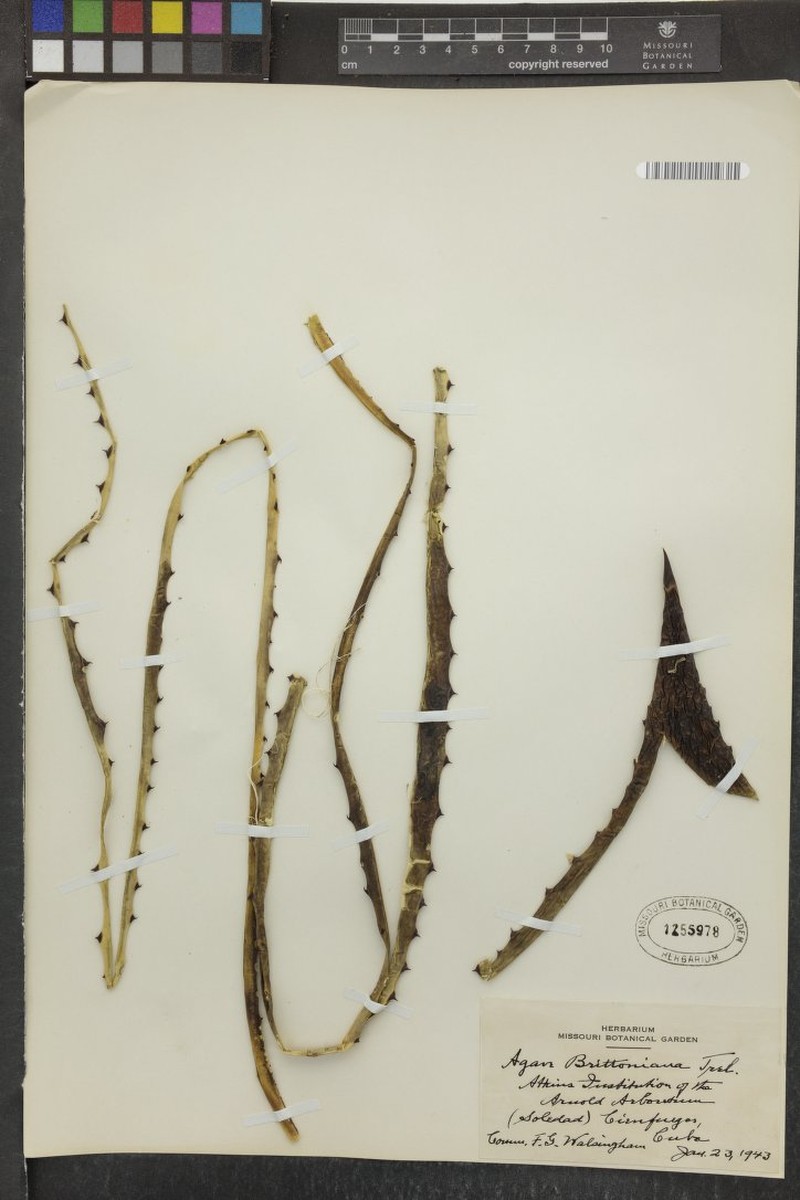 Agave brittoniana photo 4