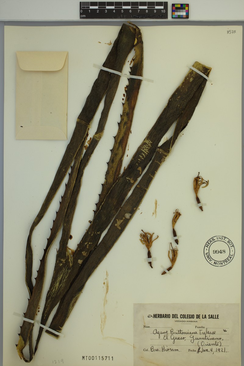 Agave brittoniana photo 5