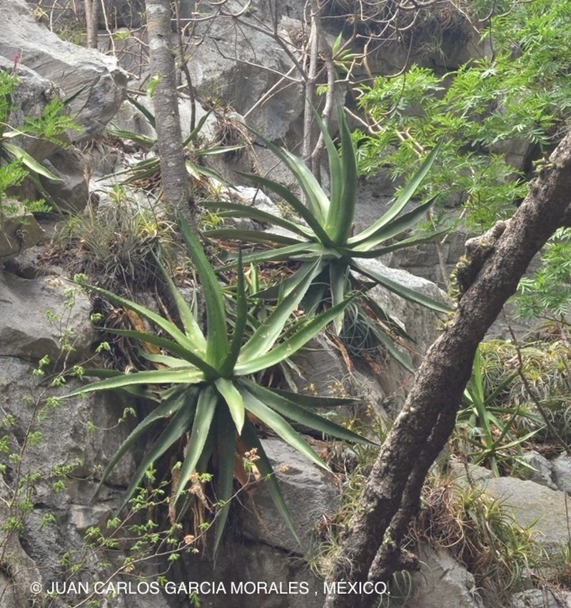 Agave calciphila photo 2