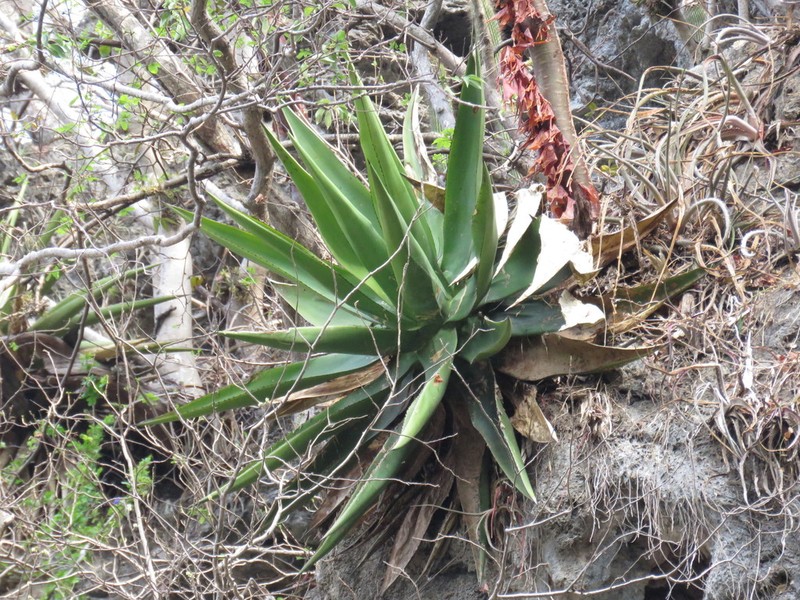 Agave calciphila photo 3