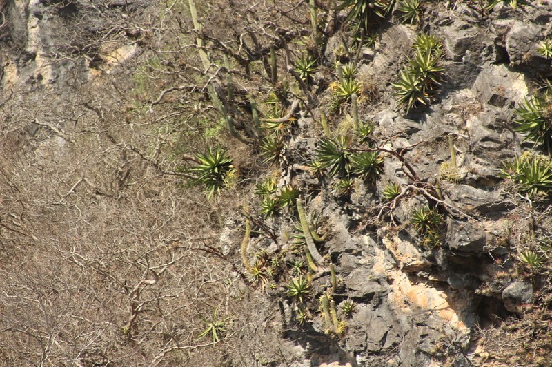 Agave calciphila photo 4