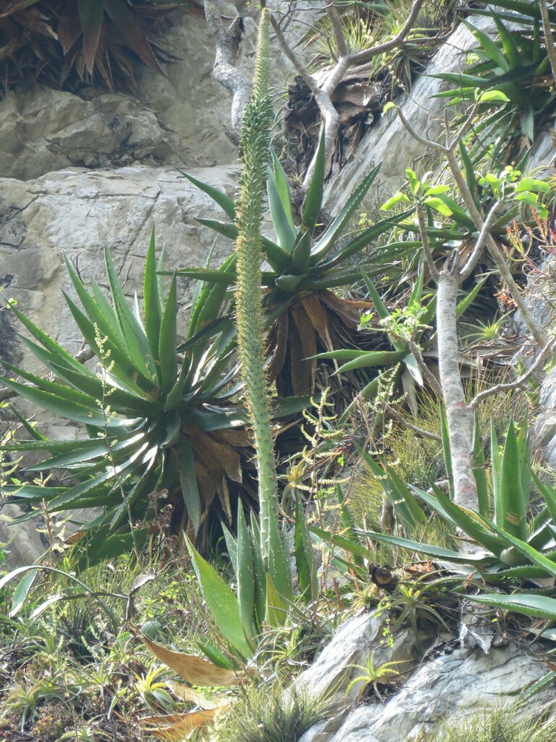 Agave calciphila photo 5
