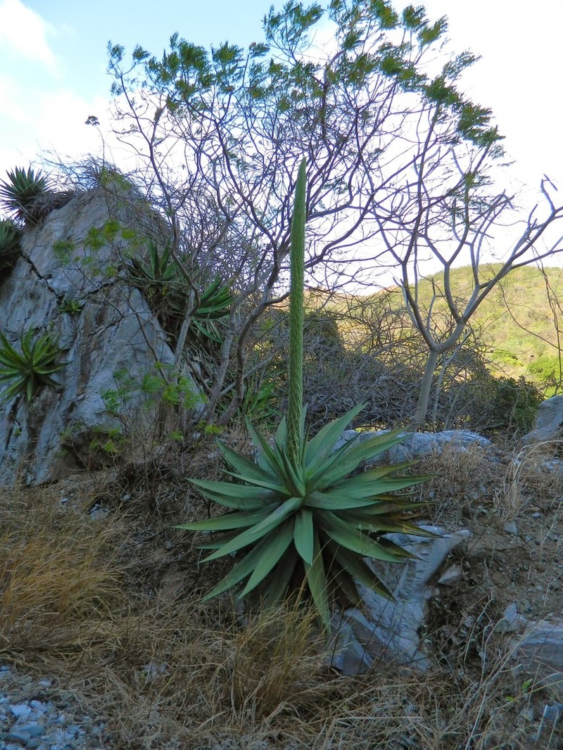 Agave calciphila photo 6