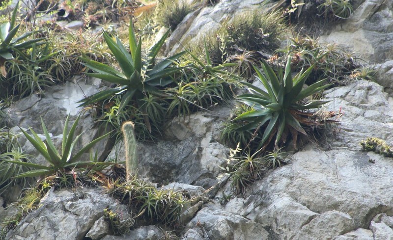 Agave calciphila photo 7