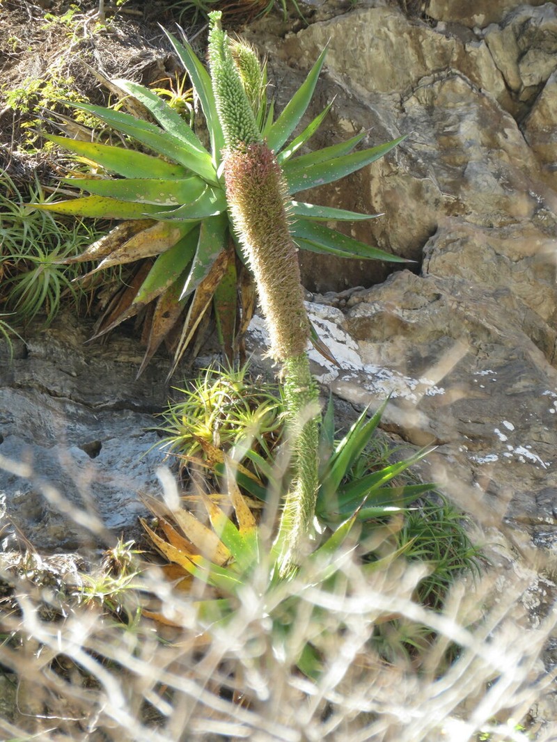 Agave calciphila photo 8