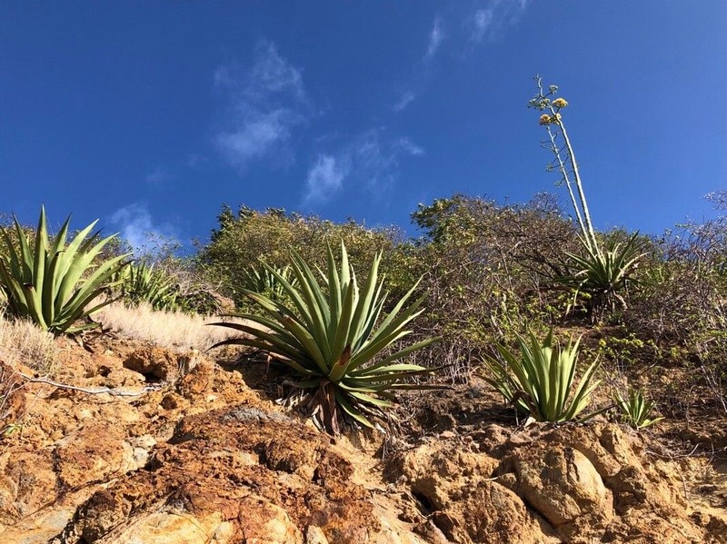 Agave caribaeicola