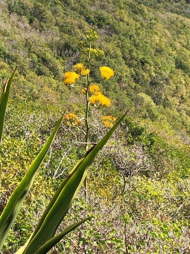 Agave caribaeicola photo 2