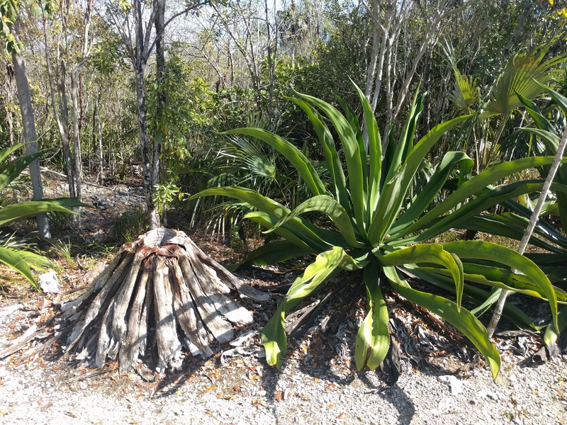 Agave caymanensis