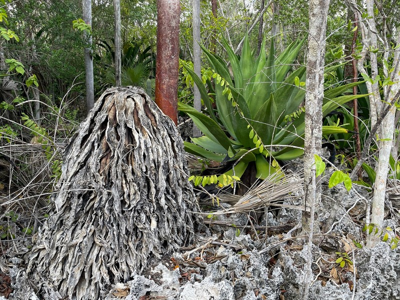 Agave caymanensis photo 2