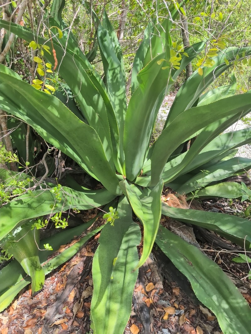 Agave caymanensis photo 3