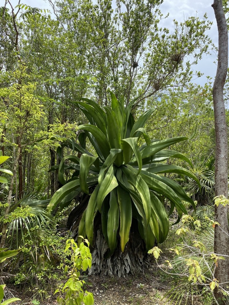 Agave caymanensis photo 4