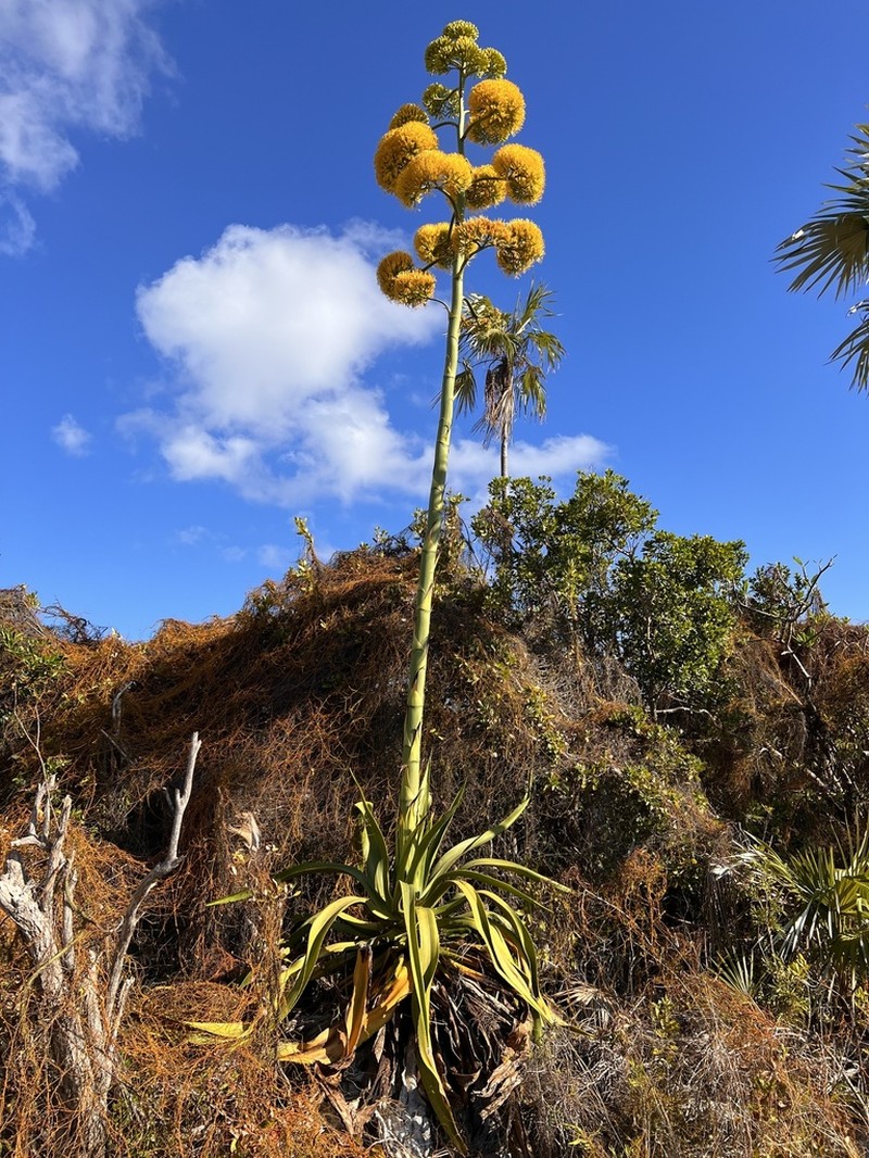 Agave caymanensis photo 5