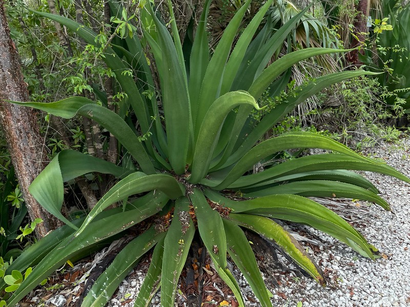 Agave caymanensis photo 6