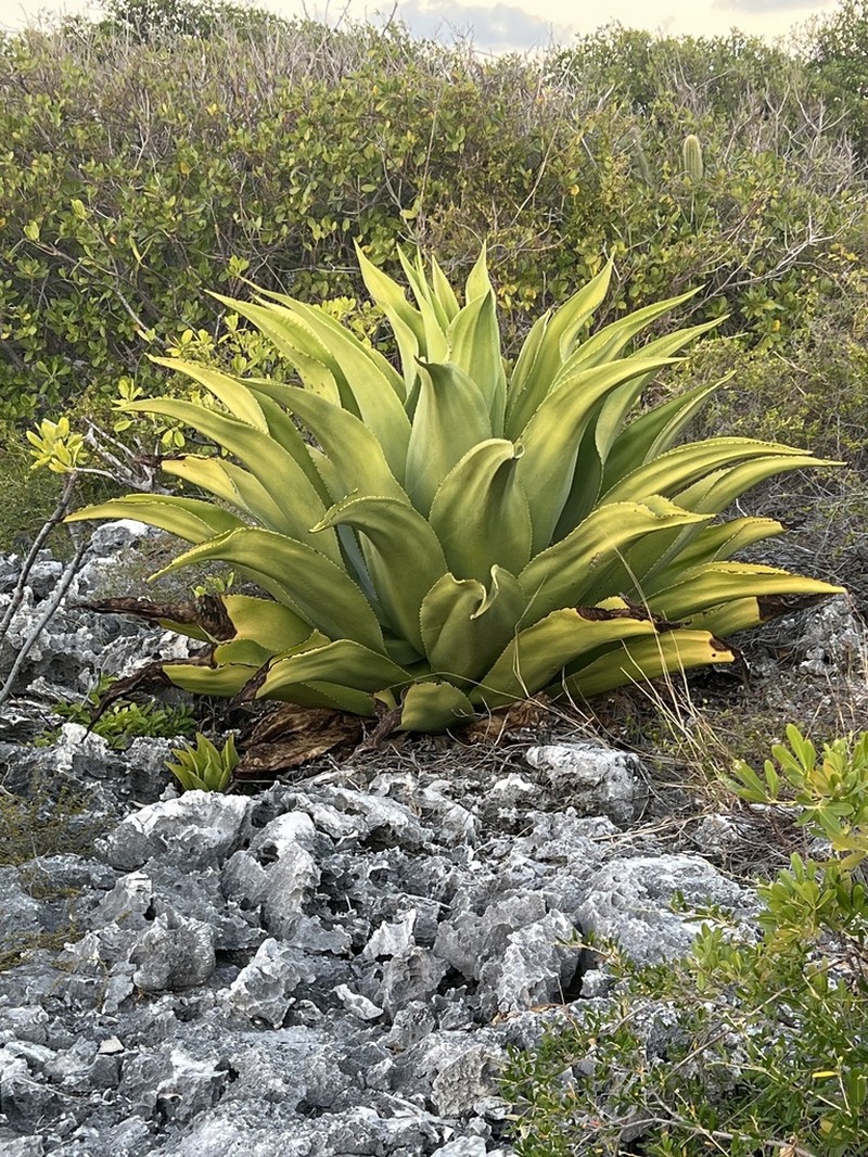 Agave caymanensis photo 7