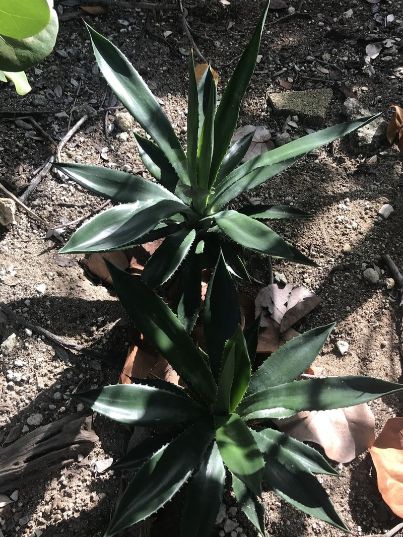 Agave caymanensis photo 8