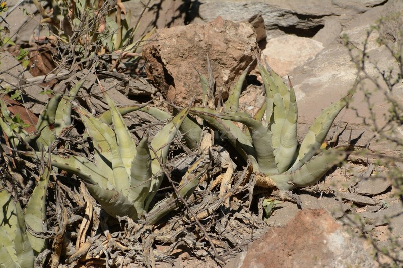 Agave cerulata