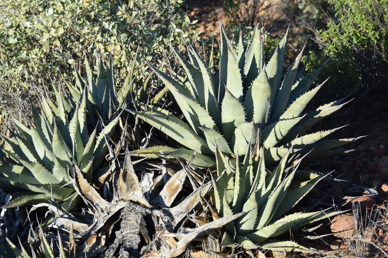 Agave cerulata photo 2